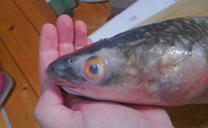 見た目はまるで「ボラ」だけど美味なマニアック魚『メナダ』とは