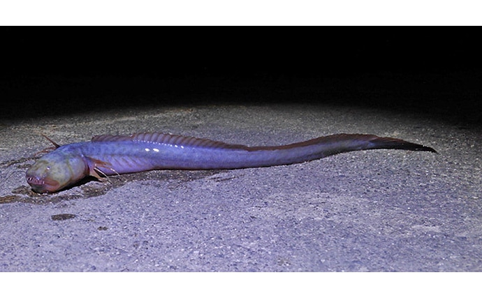 サカナで地域活性化：有明海のモンスター魚『ワラスボ』襲来【佐賀】