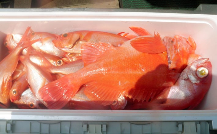 キンメダイ釣りで最大14連掛けの数釣り堪能 好ゲストは70cmアコウダイ