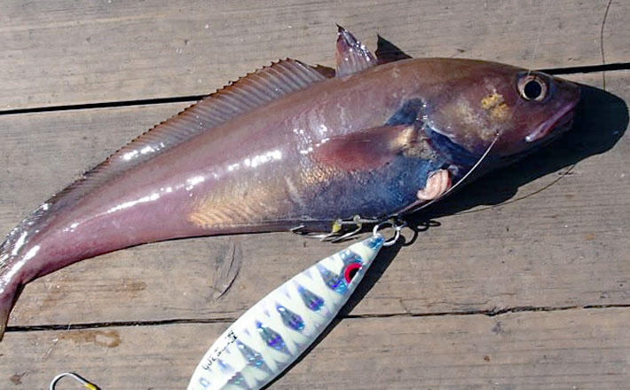 本命よりも美味しい オフショアジギング ゲスト魚 の食味を紹介 Tsurinews