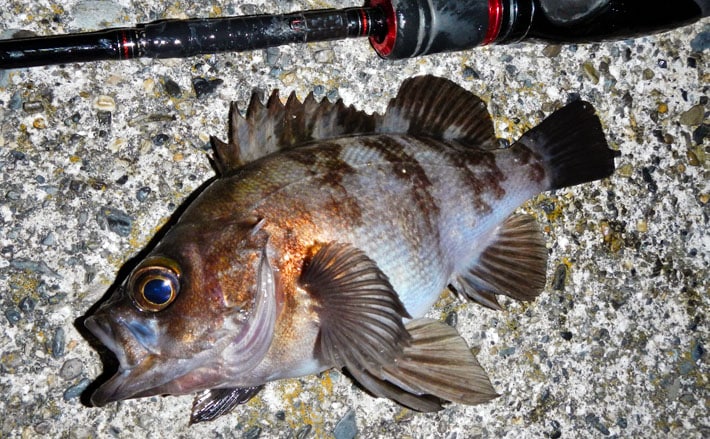 夜のライトゲームで22cmメバル顔見せ セイゴやカサゴも【三重・四日市