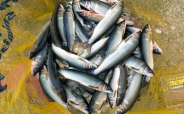 【2020】アユのトモ釣りオススメ河川：神流川　変化に富む川相を堪能