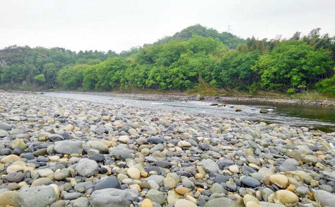 【2020】アユのトモ釣りオススメ河川：長良川　例年の傾向は？