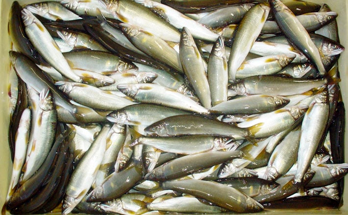 アユのトモ釣りオススメ河川 箱根早川 新崎川 千歳川 Tsurinews アユのトモ釣りオススメ河川 箱根早川 新崎川 千歳川 Tsurinews