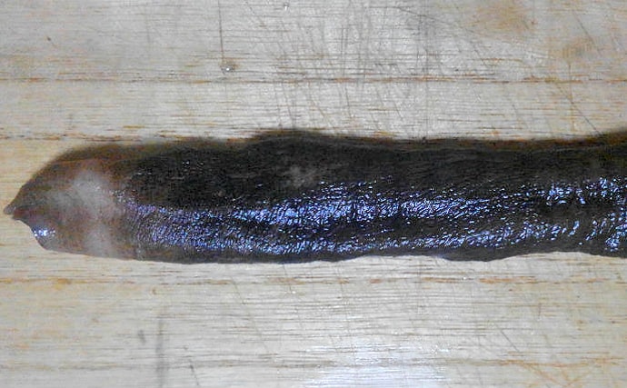 有明海で最も珍奇な形状をした貝「ウミタケ（海茸）」に復活の兆し