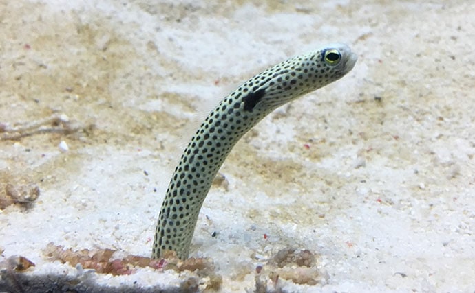水族館で見る魚をもっと知りたい：チンアナゴ　コロナ影響で人見知りに？