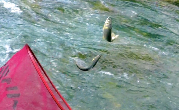 【九州2020】鮎トモ釣り攻略　ハイブリッド釣法「引き釣り泳がせ」とは？
