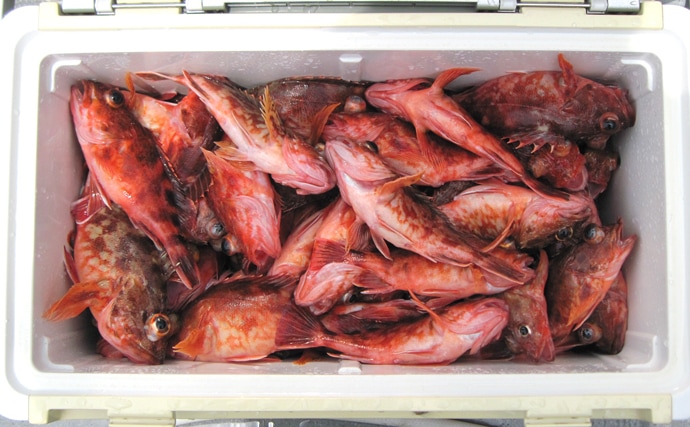 伊良湖沖カサゴ五目釣りで本命64匹　数釣り達成で満足【愛知】