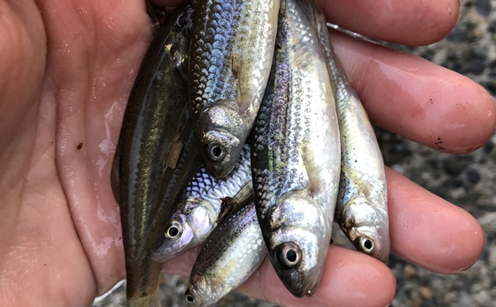 淡水小魚釣り 好ポイント探しの3つの鉄則 身近な水路で楽しもう Tsurinews