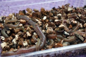 釣りエサ界の代表格『ゴカイ』の生態　人命救助の現場で活用される？