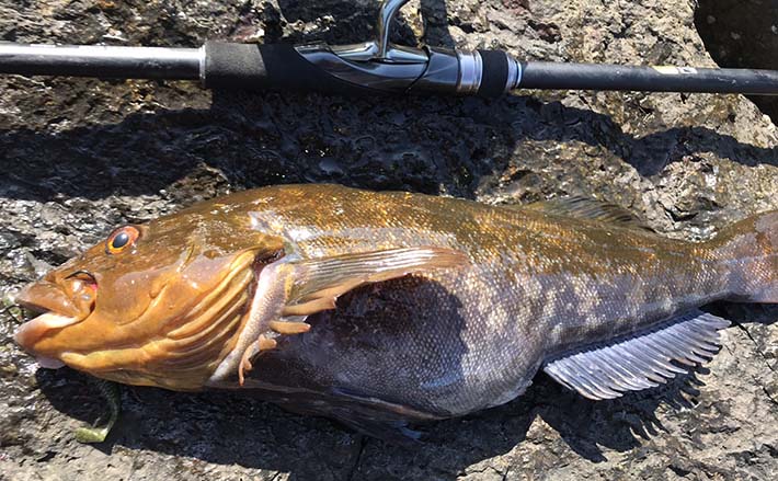 宮城 初夏の 磯ロックゲーム 攻略法 狙うはモンスター級根魚 Tsurinews