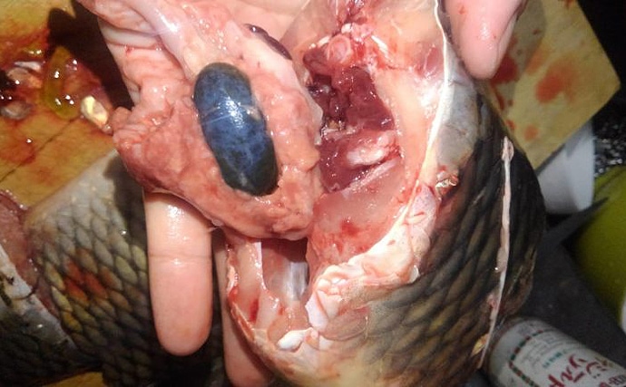魚介類の「食べるな危険」部位：コイの胆嚢は猛毒　死に至る可能性も