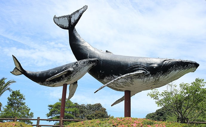 全国一の消費量を誇る長崎県で育ったスタッフが『クジラ』料理を紹介