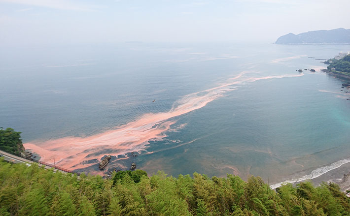 日本の赤潮生物 写真と解説-