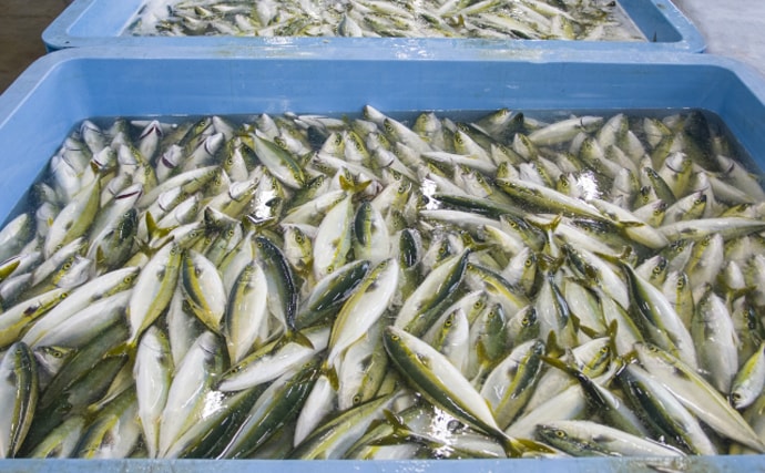 令和元年の漁業・養殖業生産量は過去最低　それでも「成長産業」のワケ