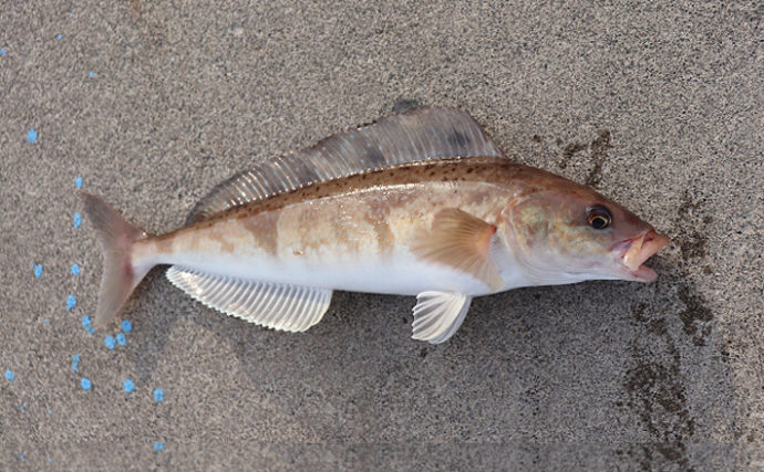 夏が旬の ホッケ のちょっと変わった生態 回遊魚から根魚に変化 Tsurinews