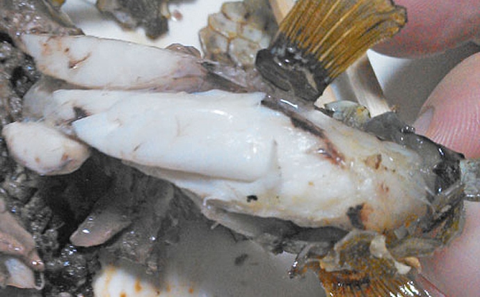 魚介類の「食べるな危険」部位：ハコフグの肝　昔は無毒とされていた？