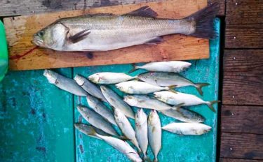 【三重】カカリ釣り最新釣果　71cm良型スズキに54cm年無しクロダイなど