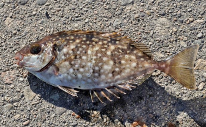 釣りでの厄介者「アイゴ」は美味 トゲに含まれる毒素については未解明 | TSURINEWS
