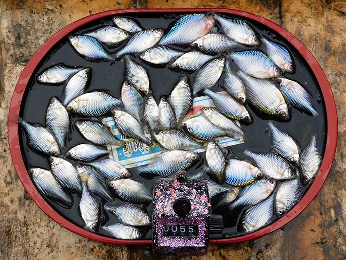 究極の癒し「タナゴ釣り」を解説　引き味抜群で初心者にもオススメ