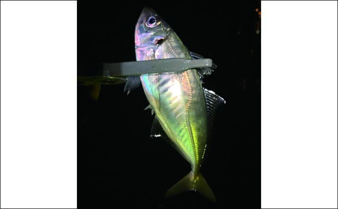 ジグヘッド+イカゲソ＝『ゲソング』でライトゲーム対象魚にチャレンジ