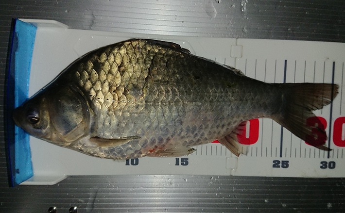 魚影薄い湖で効率よくヘラブナを釣る方法 持たせるエサが正解 宮崎 Tsurinews