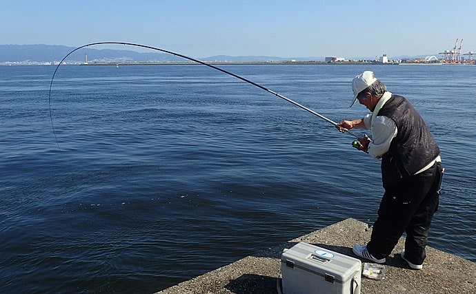 「エビ撒き」釣りで大型メバルを狙う　流し込みにヒット【大阪北港】