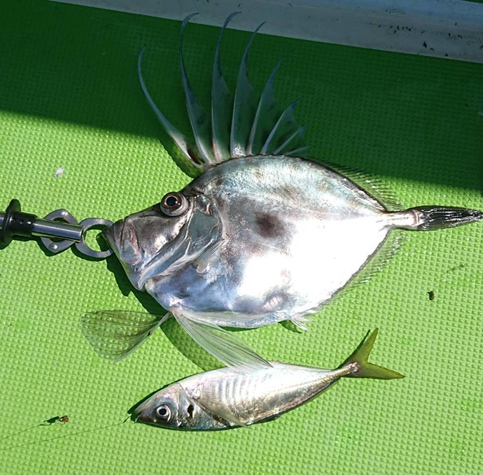 西湘沖『ビシアジ』釣りの魅力　都心からアクセス良好で40cm超の大型も