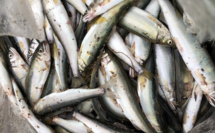 琵琶湖の夏の風物詩 小鮎釣り で入れ食い堪能 食い渋り対応策も解説 Tsurinews