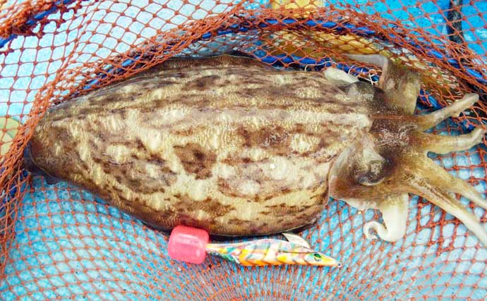 【三重】イカダ＆カセ最新釣果　年無しクロダイに1.3kgコウイカなど