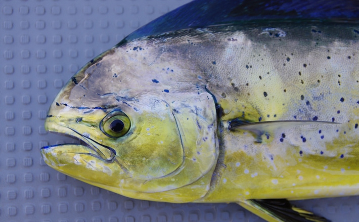 夏の回遊魚 シイラ の生食は危険 表皮に毒があるという説も Tsurinews