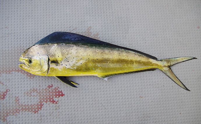 夏の回遊魚『シイラ』の生食は危険？　表皮に毒があるという説も