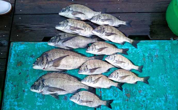 【三重】イカダ＆カセ最新釣果　クロダイ47cm頭に13匹と数釣り好機