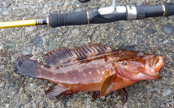 ロックゲームで30cm超えキジハタ浮上 フォールに好反応【福井・敦賀