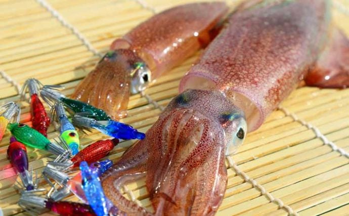 【関東2020】マルイカ釣り入門　タックル・仕掛け・釣り方まで徹底解説