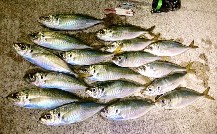 キャロ メタルジグでの遠投アジングで良型本命連発 熊本 前島橋 Tsurinews