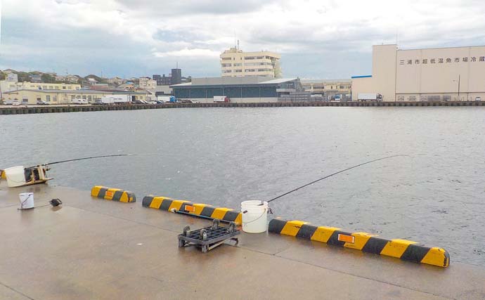小サバの『泳がせ釣り』で1kg超含みアオリイカ2尾【神奈川・三崎港】