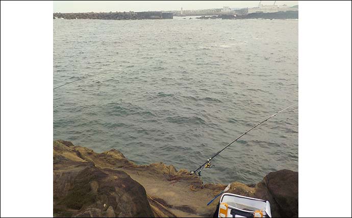 泳がせ釣りでアオリイカ狙い　潮動き始めに2kg級手中【神奈川・城ヶ島】