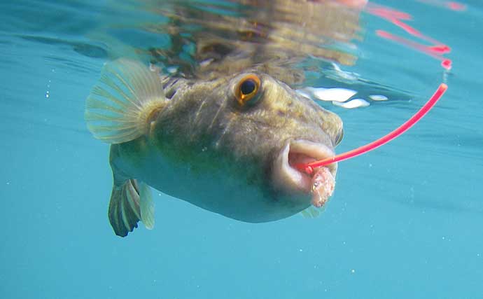チョイ投げ釣りの代表的な5種のゲスト魚を避ける方法 本命釣果にも直結 Tsurinews Part 2