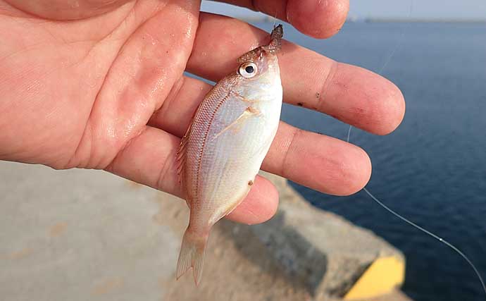 チョイ投げ釣りの代表的な5種のゲスト魚を避ける方法　本命釣果にも直結