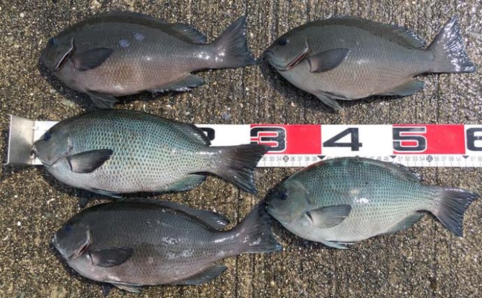【大阪湾2020】アーバンフカセ釣りのススメ　数釣りのコツとは？