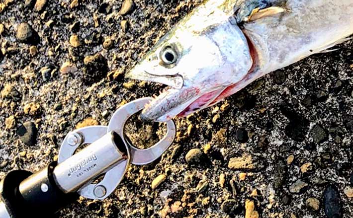 フィッシュグリップ が活躍するシーン3選 釣行にはマストだった Tsurinews