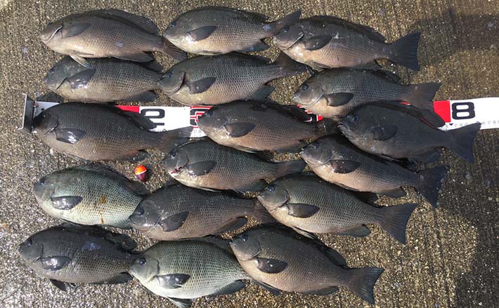 大阪湾2020】アーバンフカセ釣りのススメ 数釣りのコツとは？ | TSURINEWS