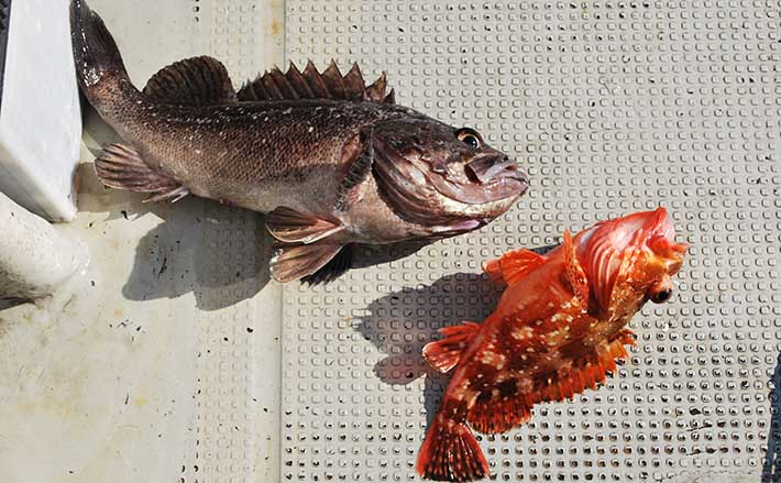 家族で釣りを始めるなら 船釣り で決まり 釣りモノ選びのコツとは Tsurinews