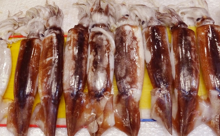 イカの養殖が経済性に乏しいワケ 活きエサが最大の障壁に Tsurinews