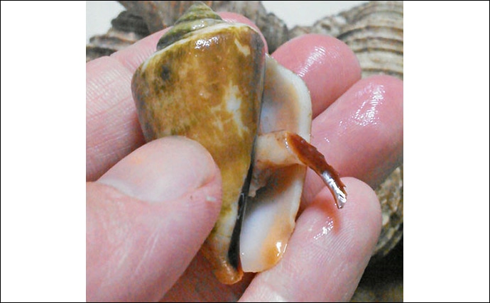 刀を振り回す「ちゃんばら貝」は美味　見た目が猛毒貝とそっくりなワケ
