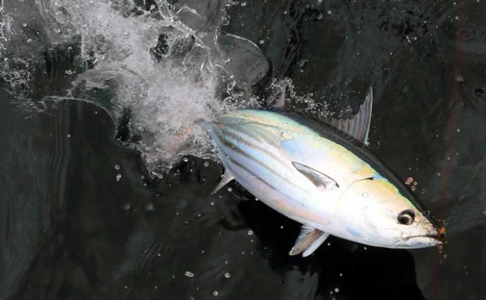 【相模湾2020】コマセマグロ／カツオが開幕　タックル・仕掛け・釣り方