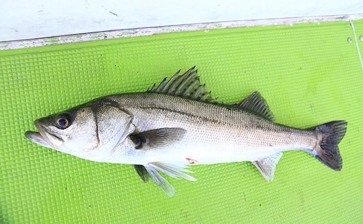 メジャー魚であるスズキは養殖も盛ん 見分け方は 斑点 の有無 Tsurinews