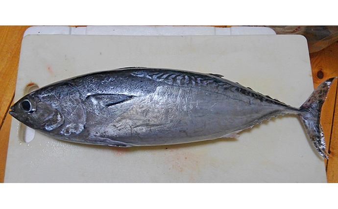 魚介で地域活性化：ソウダガツオの「新子」は集客力抜群の観光資源