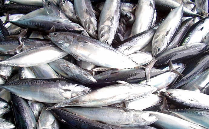 魚介で地域活性化：ソウダガツオの「新子」は集客力抜群の観光資源